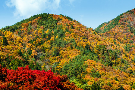 红色银杏背景摄影照片_秋天的山