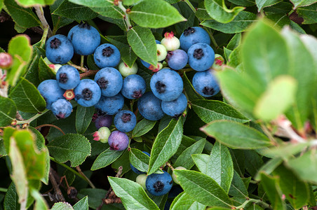 野生蓝莓束