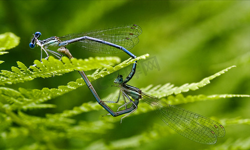 野生黄蓝蜻蜓的性别