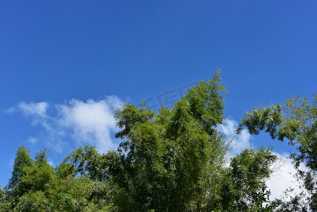 竹叶云摄影照片_绿色竹叶映衬着蓝天