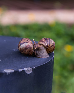 两只带棕色条纹壳的深色 achatina 蜗牛沿着黑色钢制平台路缘爬行。