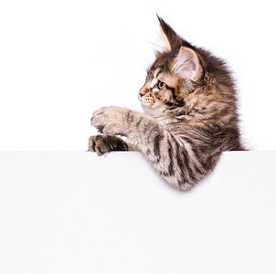 海报详情天猫淘宝摄影照片_空白的缅因猫小猫