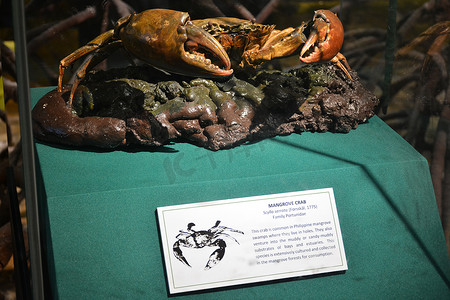 马尼拉国家自然历史博物馆红树林蟹，Phil