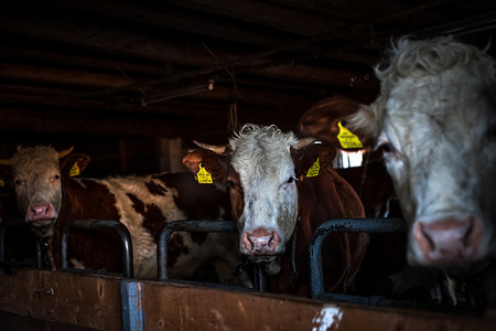 农村农场谷仓里的奶牛