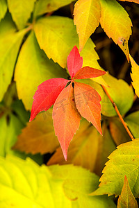 野生藤蔓在一堵老墙上留下秋天的颜色