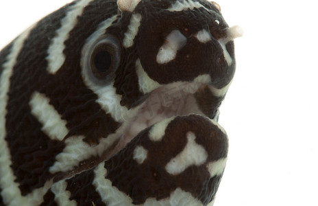 斑马海鳗