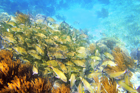 加勒比珊瑚礁咕噜鱼群玛雅里维埃拉