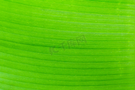 背后照明新鲜的绿色香蕉叶子纹理背景
