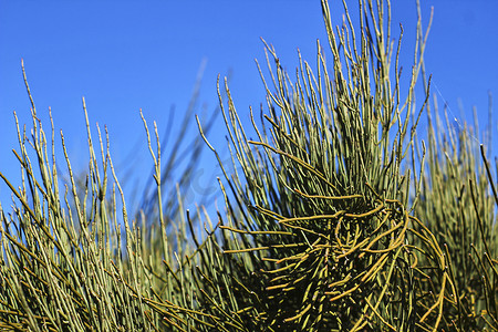 山上的木贼属 Arvense 植物