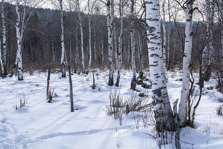 冬天地面上有雪的森林中的树木