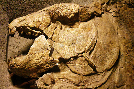 恐龙挖掘摄影照片_哺乳动物化石