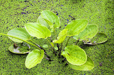 水生植物