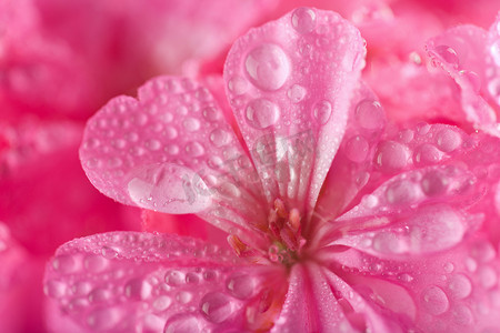粉红色天竺葵花的宏观与水滴