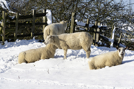冬天的羊