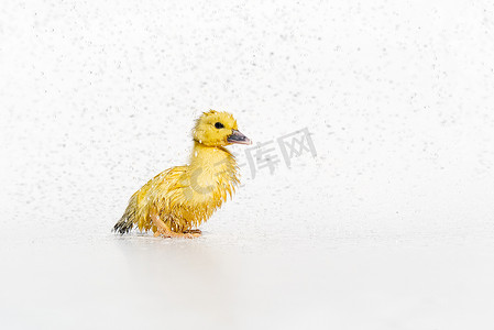 雨滴下的黄色新生儿小可爱湿小鸭落在白色背景上。