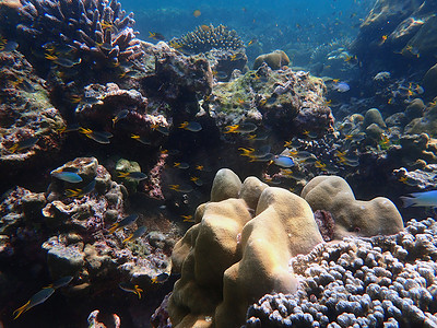 海鱼群摄影照片_海中有珊瑚的鱼群