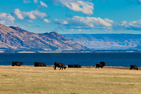 在新西兰南阿尔卑斯山哈威亚湖放牧的牛群