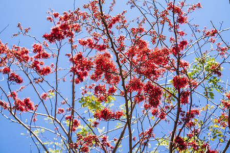 猴花树的选择性焦点红花，巴基斯坦之火（Phyllocarpus septentrionalis Donn.Smith）在蓝天背景下的花园树上绽放。