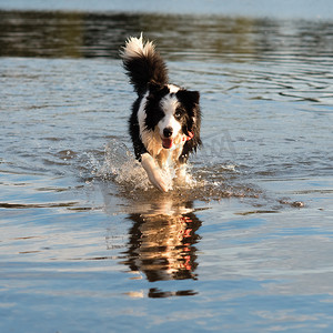 黑白牧羊犬在水中玩耍和游泳