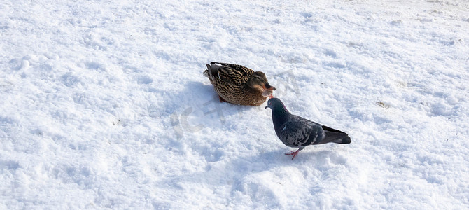野鸭特写坐在冰冻的雪地上，在阳光明媚的日子里，在明媚的阳光下。鸽子在附近散步