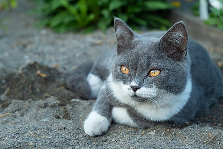 一只梅摄影照片_一只灰色的英国混血小猫，白色