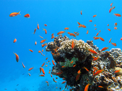 珊瑚礁与异国情调的鱼 anthias 在热带海