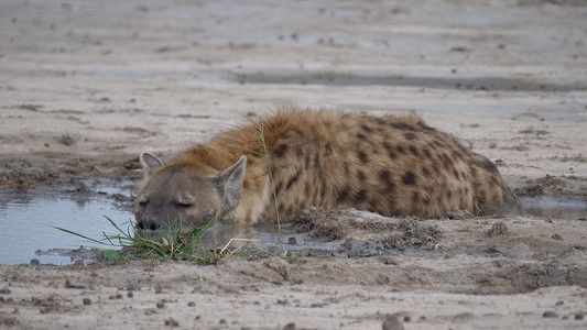 斑点鬣狗把头埋在水坑里