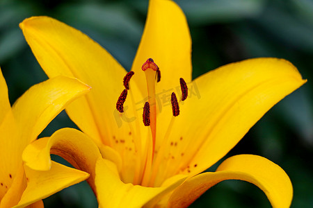 盛开的百合花摄影照片_黄色的百合花在花园里生长。