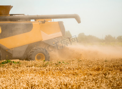 夏季在田间收割小麦。