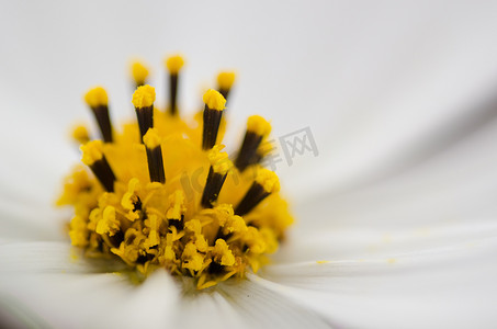 一朵白色波斯菊的细节