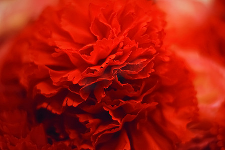 深红色花朵作为婚礼和花店装饰的花卉装饰