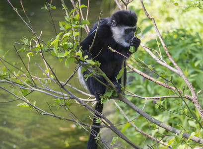 年幼的 Mantled guereza 猴子也叫 Colobus guereza 吃树叶，在水面上爬树枝，自然阳光，复制空间
