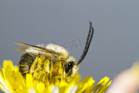长角蜂