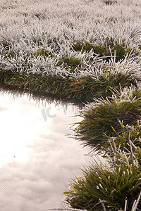 池塘草地上的霜