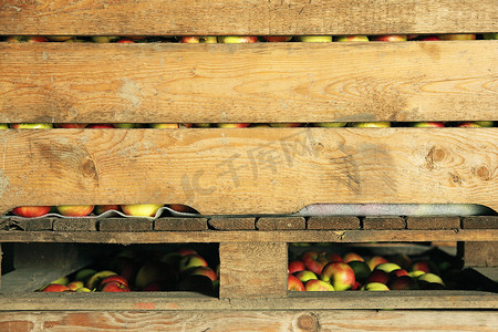 黄苹果摄影照片_箱子里的红苹果和黄苹果