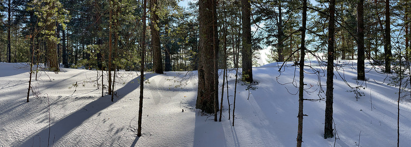 树木枝摄影照片_冬季野生公园的全景，松树树干的长影在寒冷的晴天，树的绿枝