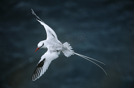 红嘴热带鸟在海面高处飞行