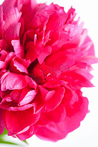 紫红色花卉摄影照片_紫红色牡丹