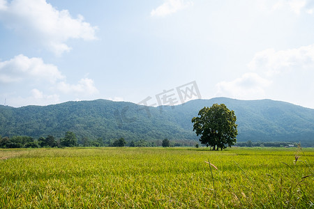 Thaila 清莱的山地背景绿色稻田