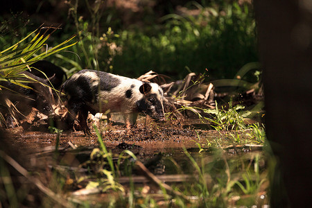 婴儿野猪也称为野猪或 Sus scrofa 饲料