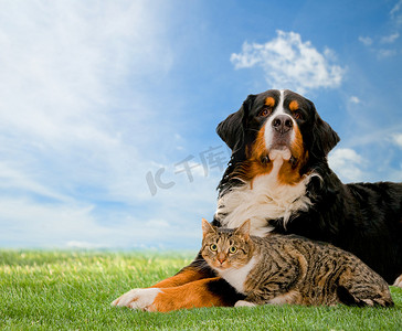 狗和猫在一起