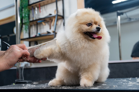 一个女人用剪刀给博美犬理发。