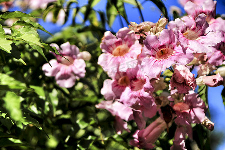 花园中的粉红色 Podranea Ricasoliana 植物