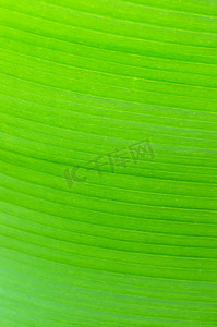 绿色大叶子摄影照片_背后照明新鲜的绿色香蕉叶子纹理背景