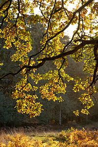 秋色的树木，森林环境中低日照下的金叶