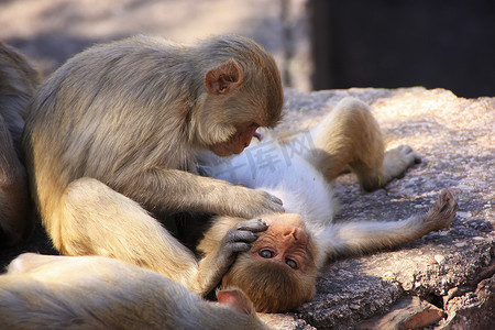 恒河猴互相梳理毛发，Taragarh Fort，Bundi，印度