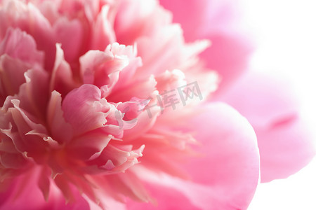 牡丹花抽象摄影照片_孤立的抽象粉色牡丹花