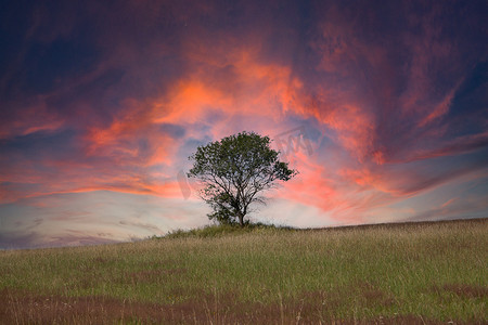 树叶云彩摄影照片_石南花景观与红色的云彩