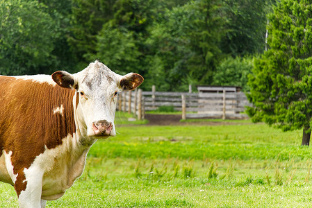 没有角的红牛看着相机，在夏季草原与背面的森林。