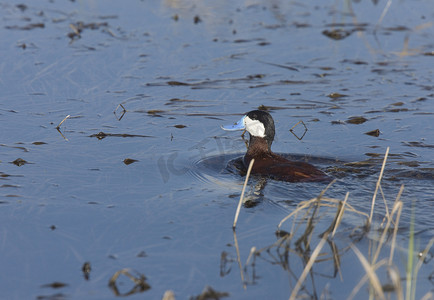 大鸭鸭摄影照片_池塘里的红鸭